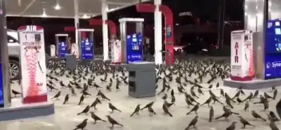 ABD'de bir benzin istasyonundaki kuşları gösteren video güncel mi?