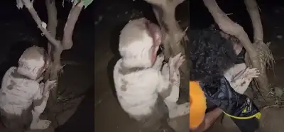 Ağaca sarılı halde bulunan çocuk görüntüsünün Gazze'de çekildiği iddiası
