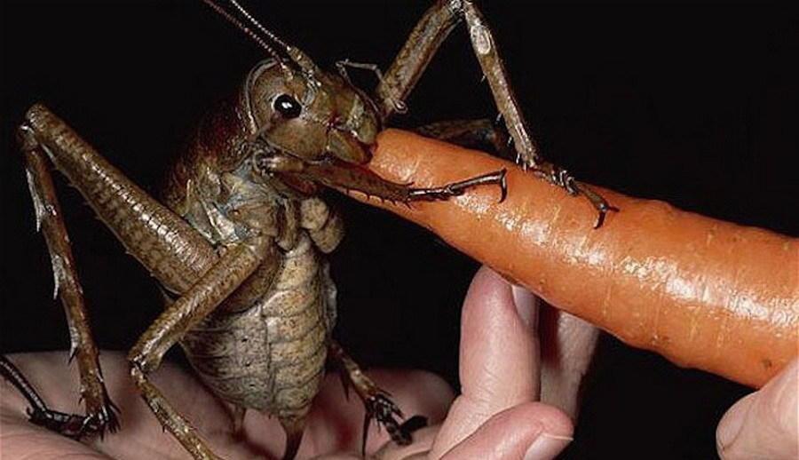 Fotoğrafın dünya dışı böceği gösterdiği iddiası