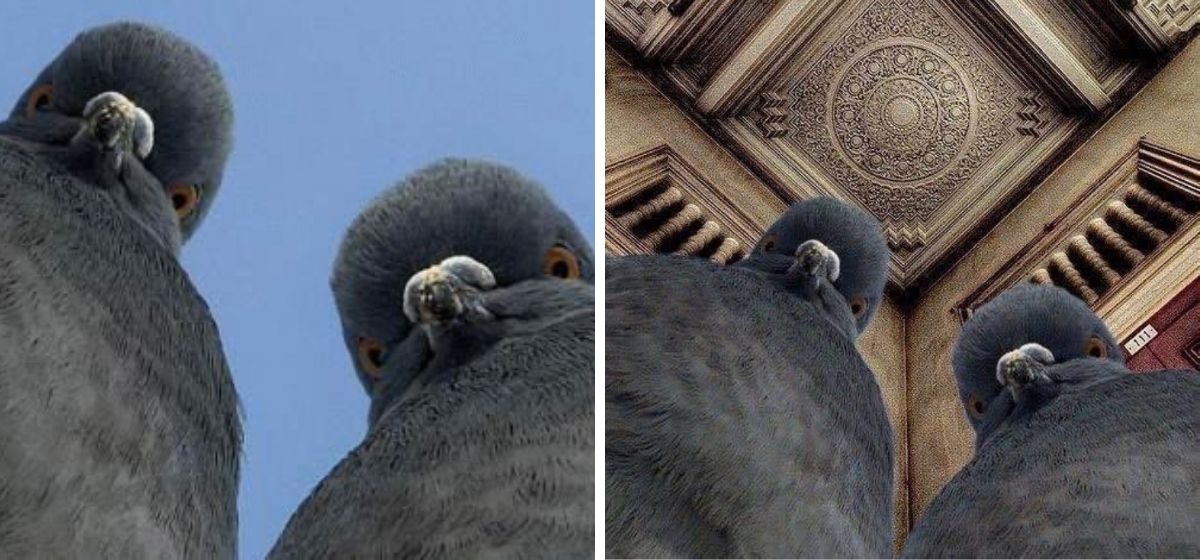 Fotoğrafın bir çekim sırasında kadraja girip poz veren güvercinleri gösterdiği iddiası