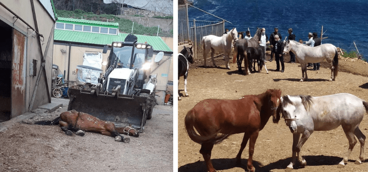 Fotoğrafların Adalar’daki atların son halini gösterdiği iddiası