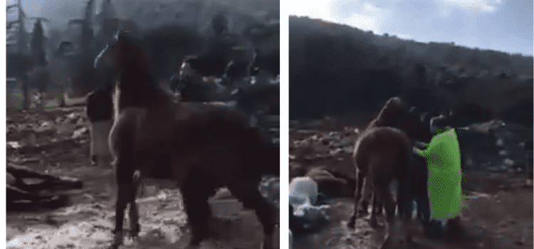 Videonun Adalarda kaybolan atların itlaf edilme anını gösterdiği iddiası