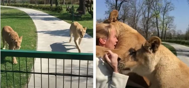 Videonun yıllar sonra bakıcılarıyla karşılaşan aslanları gösterdiği iddiası