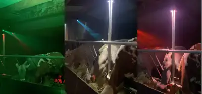 Video Aydın’da süt verimini artırmak için "pavyona çevrilen" ahırı mı gösteriyor?