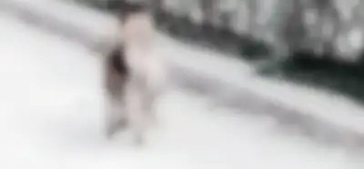 Cansız bedeni yiyen köpek fotoğrafının Gazze’de çekildiği iddiası