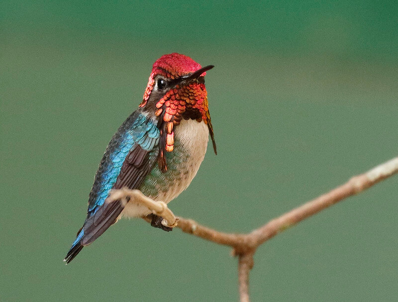 bee hummingbird male 800 dave curtis1