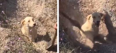 Videodaki köpeğin deprem sonrasında kurtarıldığı iddiası
