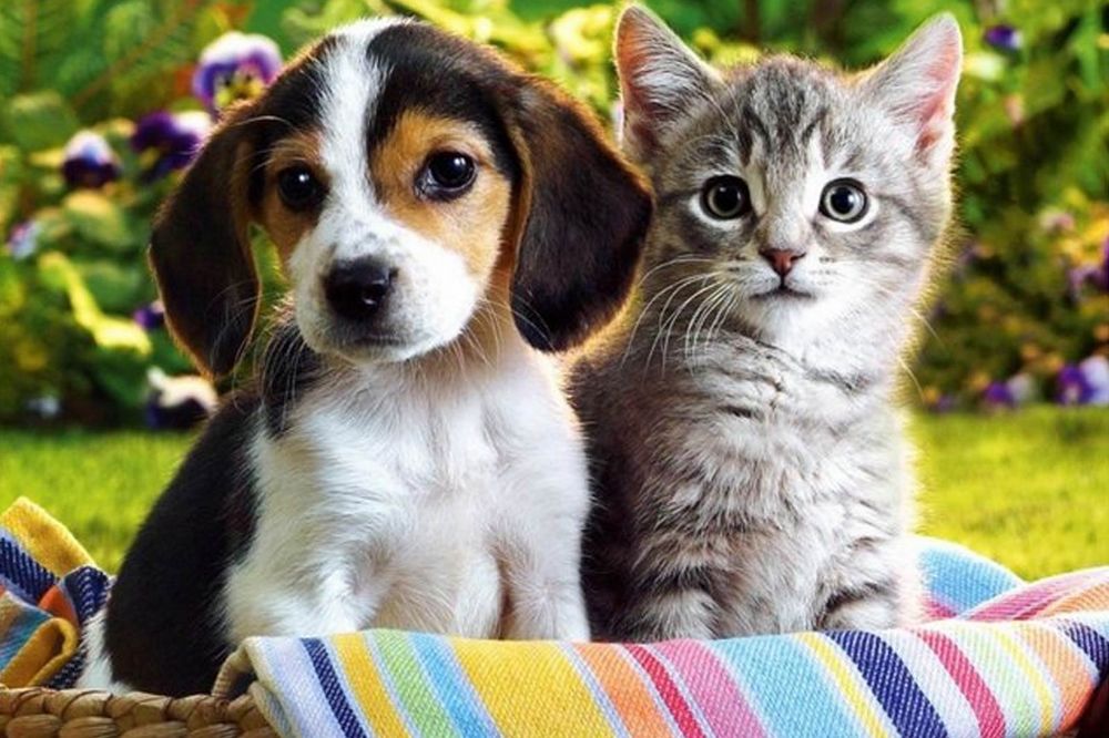 Diyanet’in kedi ve köpek beslemeyi haram ilan eden bir fetva verdiği iddiası
