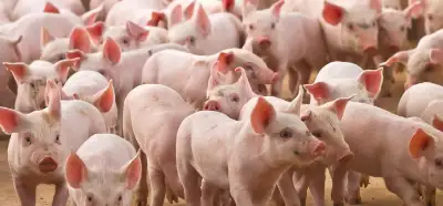 Türkiye'de domuz eti satışına yeni izin verildiği iddiası