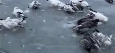 Donmuş quşlar videosu Çində çəkilib?
