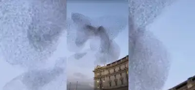 Videonun Gazze'ye gelen ebabil kuşlarını gösterdiği iddiası
