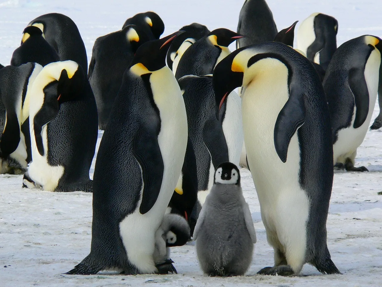 Antarktika’da eriyen buzullar nedeniyle 10 bin penguen yavrusu öldü mü ...