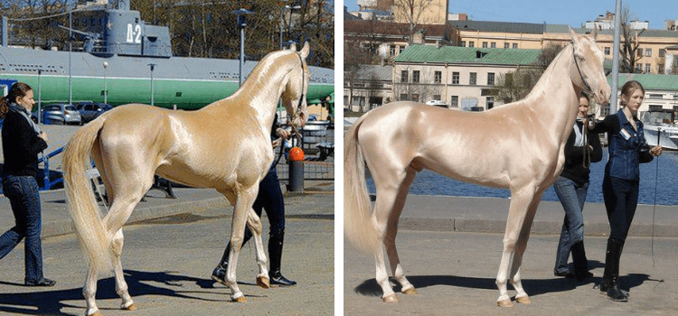 Fotoğraftaki Akhal Teke atının dünyanın en güzel atı seçildiği iddiası