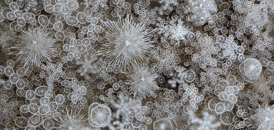 Görselin mikroskop altında görüntülenen kar tanelerini gösterdiği iddiası