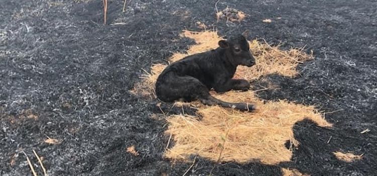 Fotoğrafın 23 Ağustos 2020’de Kozan'daki yangından sonra hayatta kalan buzağıyı gösterdiği iddiası