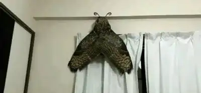 Fotoğrafın dev bir kelebeği gösterdiği iddiası