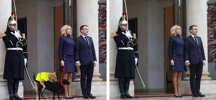 Fotoğrafın Fransa Cumhurbaşkanı Macron'un yanında çiftleşen köpekleri gösterdiği iddiası