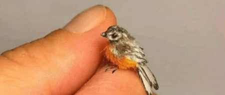 Fotoğraftakinin dünyanın en küçük kuşu olduğu iddiası