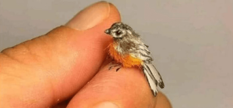 Fotoğraftakinin dünyanın en küçük kuşu olduğu iddiası
