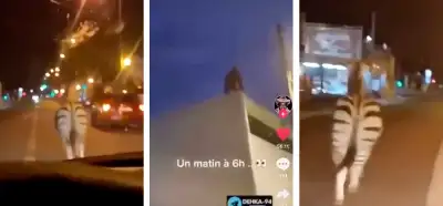 Fransa protestolarında serbest bırakılan hayvanları gösteren videolar güncel mi?