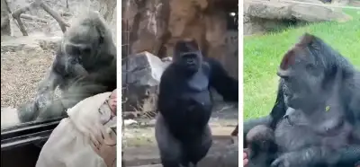 Videonun bebek gördükten sonra kendi yavrusunu getiren gorili gösterdiği iddiası