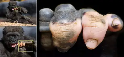 İnsana benzer ellere sahip goril fotoğrafları gerçek mi?