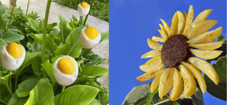 Görselin yumurta çiçeği adlı bitkiyi gösterdiği iddiası