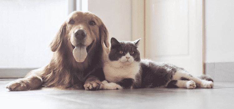 Kedi köpek besleyenlerin Covid-19’a karşı bağışık olduğu iddiası