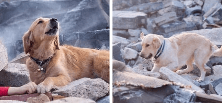 Köpeklerin fotoğraflarının Elazığ ve güncel İzmir depreminden olduğu iddiası