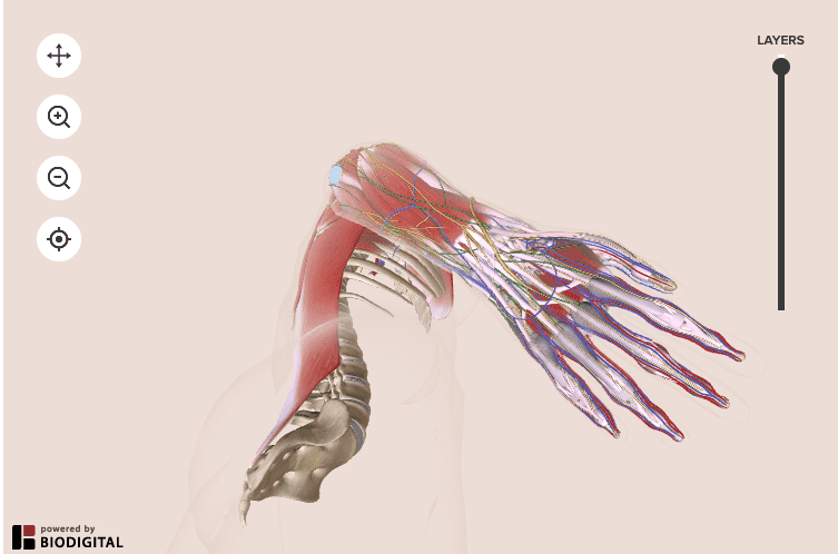 insan eli anatomi