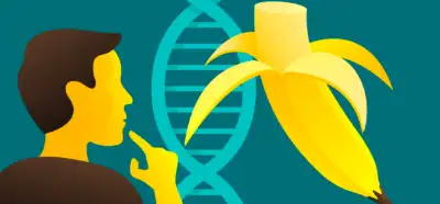 İnsan ve muz DNA'sının yüzde 60 ortak olduğu iddiası
