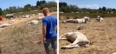 Videonun İtalya’da aşıdan ölen inekleri gösterdiği iddiası