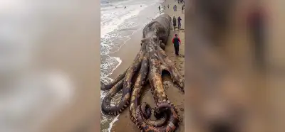 Kıyıya vuran dev ahtapot görseli gerçek mi?