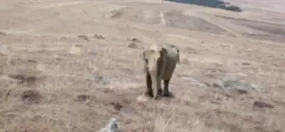 Ardahan'da gerçekten fil görüldü mü?