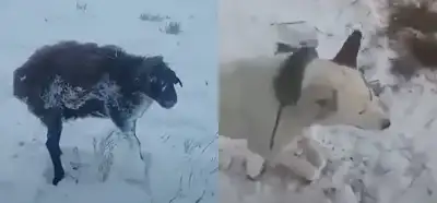 Hayvanların ayakta donarak öldüğünü gösteren video gerçek mi?