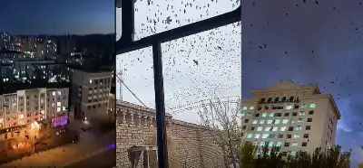 Videonun İsrail'deki kuş saldırısını gösterdiği iddiası