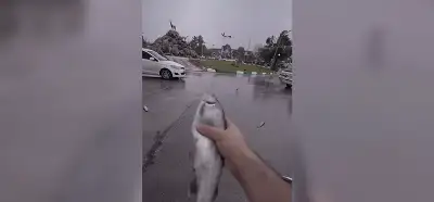 İran'da gökten balık yağdığını gösteren video gerçek mi?