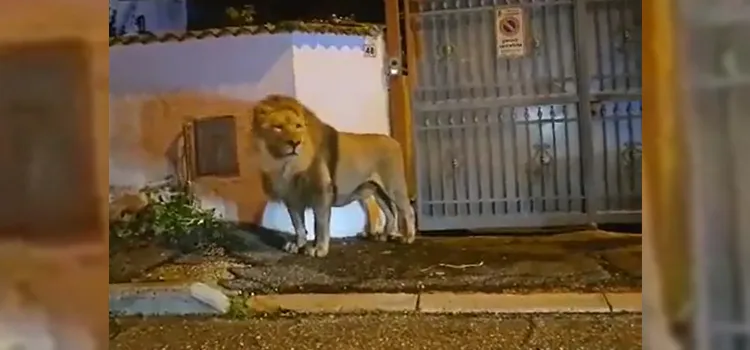 Il video di un leone che cammina per le strade d’Italia è reale?