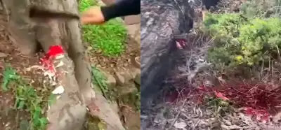 Videodaki ağaçlar Güneş tutulmasından sonra “kanamaya” mı başladı?