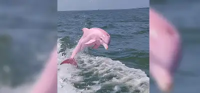 Pembe bir yunusu gösteren fotoğraf gerçek mi?
