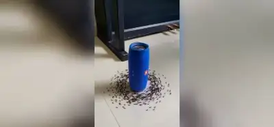 Hoparlörün etrafında dönen karıncalar gerçek mi?