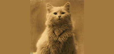 Görselin 1880'de çekilen ilk kedi fotoğrafı olduğu iddiası