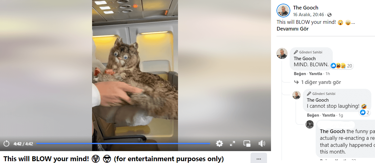 kedi gorseli asil iddia videosu