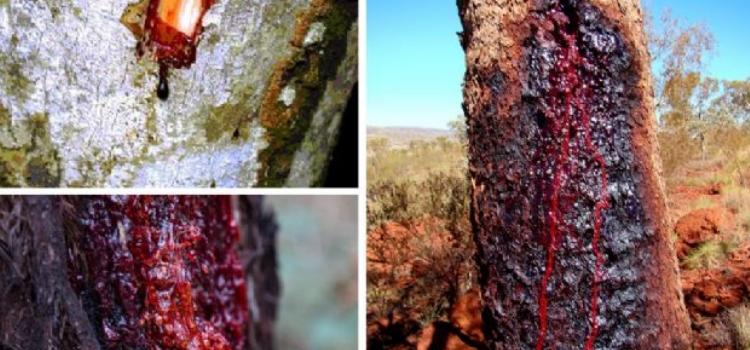 Kerbela’da bin 340 yıldan beri kan ağladığı iddia edilen ağaç