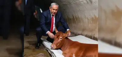Netanyahu’yu tünelde kızıl bir inek ile gösteren fotoğraf gerçek mi?