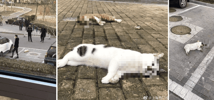 Çin’de evcil hayvanların salgın kaygısıyla öldürüldüğü iddiası