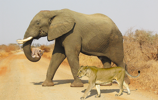 Kruger Ulusal Parkı’ndaki filin yorulan aslanlara eşlik ettiği iddiası
