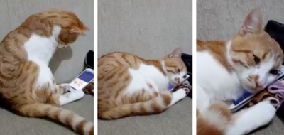 Ölen sahibinin fotoğrafını telefonda gören kedi videosu