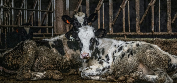Paris İklim Anlaşması’nın besi hayvanlarının soyunu tüketmek ve yapay et için imzalandığı iddiası
