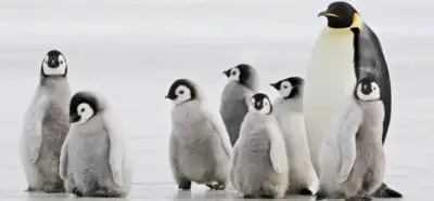 Antarktika’da eriyen buzullar nedeniyle 10 bin penguen yavrusu öldü mü?